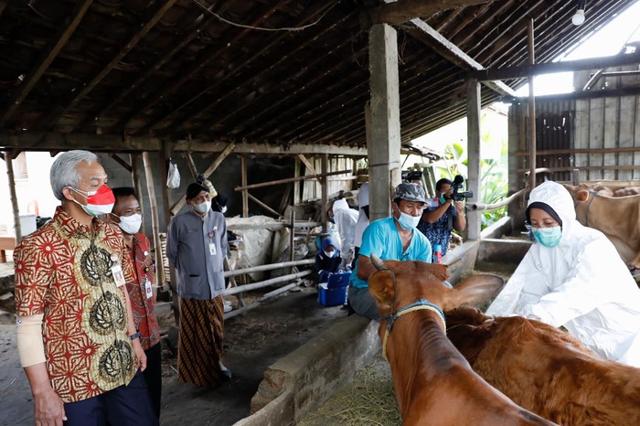Ganjar saat mengecek penanganan hewan ternak yang terjangkit PMK di Desa Genengsari, Kecamatan Polokarto, Kabupaten Sukoharjo