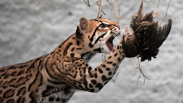 Anak macan tutul tersebut diberikan pelatihan untuk menimbulkan insting alam liarnya.
