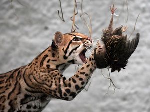 Amerika Serikat Larang Macan-Singa Jadi Peliharaan