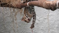Anak macan tutul itu terlihat mencoba berburu burung mati sebagai bagian dari proses rehabilitasi.