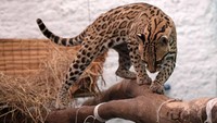 Anak macan tutul tersebut diserahkan oleh seorang petani ke Unit Penyelamatan dan Rehabilitasi Satwa Liar Universitas Nasional di Bogota, Kolombia.
