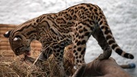 Anak macan tutul itu memakan burung mati yang diburunya.