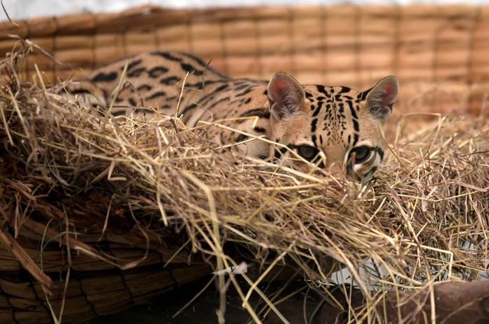 A leopard cub (Leopardus pardalis), is seen during its rehabilitation process, after being handed over to environmental authorities by a farmer, and the taken to the Wild Animal Rescue and Rehabilitation Unit of the National University, in Bogota on June 29, 2022. (Photo by Raul ARBOLEDA / AFP) (Photo by RAUL ARBOLEDA/AFP via Getty Images)