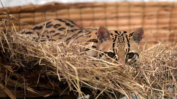 Gemasnya Anak Macan Tutul Belajar Berburu Saat Direhabilitasi A leopard cub (Leopardus pardalis), is seen during its rehabilitation process, after being handed over to environmental authorities by a farmer, and the taken to the Wild Animal Rescue and Rehabilitation Unit of the National University, in Bogota on June 29, 2022. (Photo by Raul ARBOLEDA / AFP) (Photo by RAUL ARBOLEDA/AFP via Getty Images)