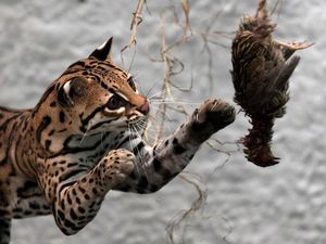 Gemasnya Anak Macan Tutul Belajar Berburu Saat Direhabilitasi