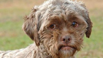 Anjing campuran pudel dan shih tzu ini bernama Tonik. Diadopsi ke Indiana usai dibebaskan dari kelompok pencinta hewan dari sebuah penampungan pembunuh hewan liar di Kentucky, Amerika Serikat. Lucu dan menggemaskan karena imut, hewan ini memiliki satu keanehan. Jika diperhatikan baik-baik, Tonik memiliki wajah seperti manusia. Keunikan dia inilah yang menjadikan anjing campuran ini tenar di media sosial. Banyak juga yang tidak percaya Tonik anjing sungguhan dan mengira wajahnya diedit. Foto: Instagram @catsvillcounty