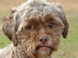 Potret 5 Hewan Ini Disebut Berwajah Mirip Manusia, Percaya Nggak?