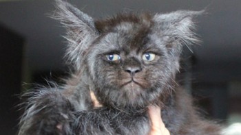Kucing Valkyrie ini mencuri perhatian bukan karena imut-imut sebagaimana kucing pada umumnya tapi karena ekspresi jutek dan cemberut. Ekspresi Valkyrie itu juga dianggap sangat mirip manusia, yang kesal karena terus-terusan diusik. Saking manusiawinya, tak sedikit yang menduga bahwa penampakan wajah kucing tersebut adalah semata hasil karya polesan di Photoshop. Valkyrie sendiri mencuri perhatian, khususnya di medsos, seiring dengan foto dan video dirinya yang rutin dibagikan oleh Tatiana Rastorgueva, pemiliknya. Foto: Instagram @catsvillcounty