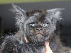 Potret 5 Hewan Ini Disebut Berwajah Mirip Manusia, Percaya Nggak?