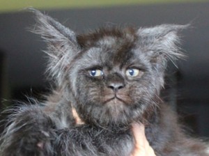 Tahu Nggak Rek? 5 Hewan Ini Wajahnya Mirip Manusia, Ada yang dari Indonesia