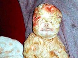 Potret 5 Hewan Ini Disebut Berwajah Mirip Manusia, Percaya Nggak?