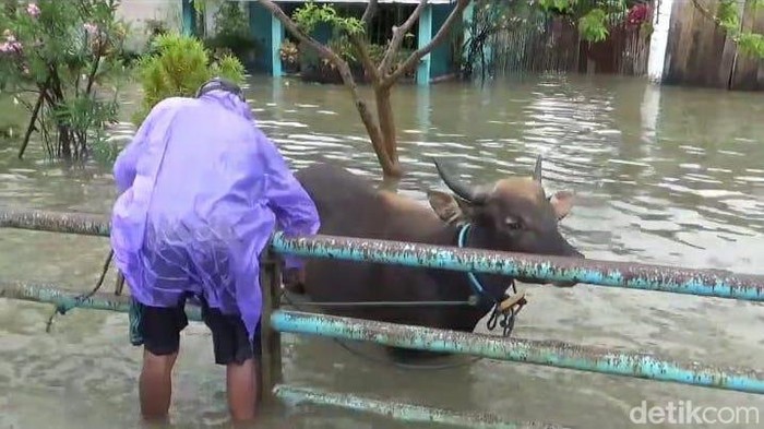Hewan kurban dievakuasi karena banjir di Bengkulu.