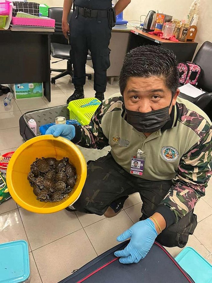 Hewan liar yang disita di Bandara Suvarnabhumi Bangkok
