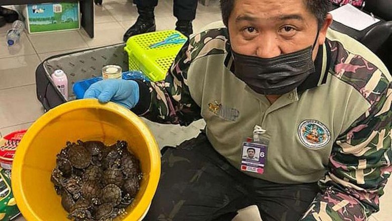 Hewan liar yang disita di Bandara Suvarnabhumi Bangkok Hewan liar yang disita di Bandara Suvarnabhumi Bangkok