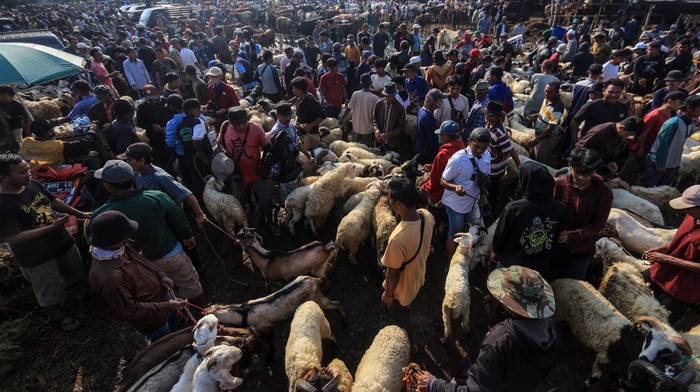 Pedagang menjajakan hewan untuk kurban di Pasar Hewan Jonggol, Kabupaten Bogor, Jawa Barat, Kamis (30/6/2022). Menurut pengelola Pasar Hewan Jonggol  menjelang hari raya Idul Adha  penjualan hewan kurban mengalami penurunan yang sangat drastis hingga 80 persen dibanding dengan tahun lalu, hal itu diakibatkan dampak dari penyakit mulut dan kuku (PMK). ANTARA FOTO/Yulius Satria Wijaya/hp.