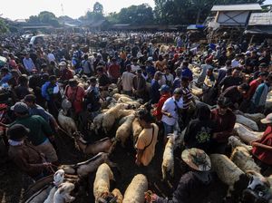 Jelang Idul Adha, Ini Daftar Harga Hewan Kurban Terbaru 2022