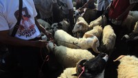 Penurunan ini diakibatkan dampak dari penyakit mulut dan kuku (PMK).  