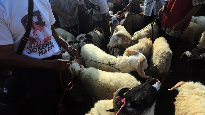 Jelang Idul Adha, Pasar Hewan Jonggol Ramai Banget Pedagang menjajakan hewan untuk kurban di Pasar Hewan Jonggol, Kabupaten Bogor, Jawa Barat, Kamis (30/6/2022). Menurut pengelola Pasar Hewan Jonggol menjelang hari raya Idul Adha penjualan hewan kurban mengalami penurunan yang sangat drastis hingga 80 persen dibanding dengan tahun lalu, hal itu diakibatkan dampak dari penyakit mulut dan kuku (PMK). ANTARA FOTO/Yulius Satria Wijaya/hp.