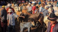 Menurut pengelola Pasar Hewan Jonggol, menjelang hari raya Idul Adha penjualan hewan kurban mengalami penurunan yang sangat drastis hingga 80 persen dibanding dengan tahun lalu.  