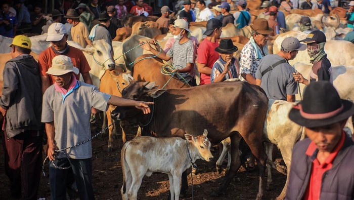 Pedagang menjajakan hewan untuk kurban di Pasar Hewan Jonggol, Kabupaten Bogor, Jawa Barat, Kamis (30/6/2022). Menurut pengelola Pasar Hewan Jonggol  menjelang hari raya Idul Adha  penjualan hewan kurban mengalami penurunan yang sangat drastis hingga 80 persen dibanding dengan tahun lalu, hal itu diakibatkan dampak dari penyakit mulut dan kuku (PMK). ANTARA FOTO/Yulius Satria Wijaya/hp.
