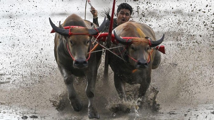 Mirip di Indonesia, Begini Keseruan Balapan Kerbau di Thailand Racers run with their buffaloes in a traditional buffalo race during the rice-planting festival in Chonburi on June 26, 2022 to celebrate the start of paddy-sowing season. (Photo by Manan VATSYAYANA / AFP) (Photo by MANAN VATSYAYANA/AFP via Getty Images)