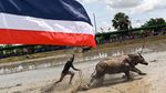 Mirip di Indonesia, Begini Keseruan Balapan Kerbau di Thailand