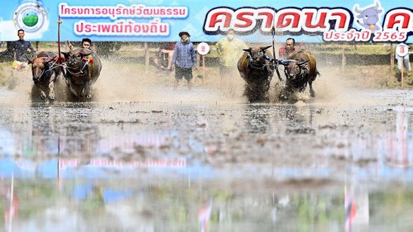 Pembalap berlari dengan kerbau mereka dalam balapan kerbau tradisional selama festival menanam padi di Chonburi, Thailand, Minggu, (26/6/2022).