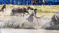 Salah seorang joki mengakui bahwa tradisi itu bisa jadi berbahaya. Jika kerbau berlari terlalu dekat satu sama lain dapat menyebabkan kecelakaan. Joki harus berhati-hati.