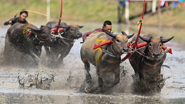 Jika di Indonesia dikenal dengan karapan kerbau dan pacu jawi, rupanya Thailand juga punya kompetisi yang mirip yang dikenal dengan sebutan balapan kerbau. Kerbau-kerbau itu berpacu melintasi sawah yang basah dan berlumpur.
