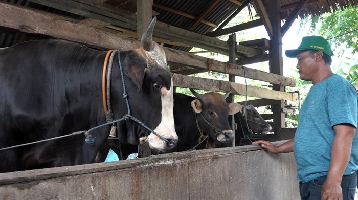 Pedagang sapi di Polman mengeluhkan aturan karantina cegah PMK membuat penjualan mereka anjlok (Dok. Istimewa).