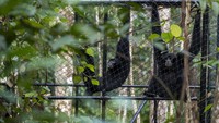 Dua ekor Siamang atau Kera Hitam (Symphalangus syndactylus) berada di kandang habituasi sebelum dilepasliarkan di kawasan Suaka Margasatwa (SM) Dangku, Musi Banyuasin (Muba), Sumatera Selatan.