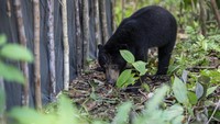 Sebagai informasi, BKSDA Sumatera Selatan melepasliarkan empar ekor siamang (Symphalangus Syndactylus), dua ekor beruang madu (Helarctos Malayanus), Kucing Hutan (Felis Bengalensis), Binturong (Arctictis Binturong).  