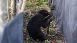 Momen Pelepasliaran Siamang-Beruang Madu di Suaka Margasatwa Dangku