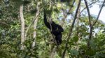 Momen Pelepasliaran Siamang-Beruang Madu di Suaka Margasatwa Dangku