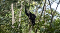 Seekor Siamang atau Kera Hitam (Symphalangus syndactylus) memanjat pohon usai dilepasliarkan di kawasan Suaka Margasatwa (SM) Dangku, Musi Banyuasin (Muba), Sumatera Selatan, Rabu (29/6/2022).