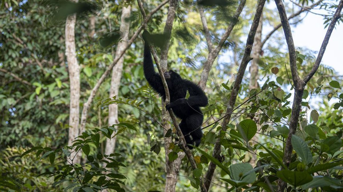 Momen Pelepasliaran Siamang-Beruang Madu di Suaka Margasatwa Dangku
