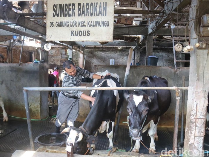 Peternak sapi perah di Kaliwungu, Kudus terdampak adanya wabah PMK, Kamis (30/6/2022).