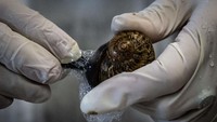 Siput yang biasanya menjadi hama bagi sebagian petani, justru dibiarkan hidup bebas dan diberikan makanan khusus di peternakan ini.