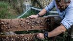 Potret Budidaya Siput untuk Makanan dan Kosmetik di Prancis