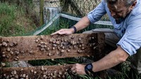 La Ferme aux Escargots adalah peternakan siput organik bersertifikat pertama di Prancis.