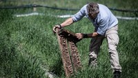 Peternak bekicot Patrice Lambert mengontrol pertumbuhan gastropodanya di La Ferme aux Escargots di Albon, Prancis timur tengah, Selasa, (28/6/2022).