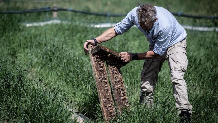 Potret Budidaya Siput untuk Makanan dan Kosmetik di Prancis Snail breeder Patrice Lambert controls the growth of his gastropods at