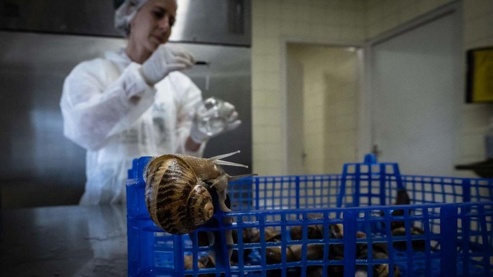 Snail breeder Patrice Lambert controls the growth of his gastropods at 