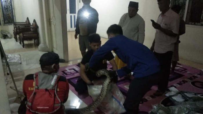 Proses evakuasi ular sanca masuk rumah di Tangerang