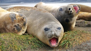 Cukup banyak fauna juga mendiami pulau misterius ini. Ada 4 spesies penguin, burung asli sana sampai anjing laut. Di lautannya, ada ikan Patagonian yang bisa tumbuh sampai 2 meter dan sering diincar nelayan karena dagingnya bergizi. Foto: Australia Antacrtic Program