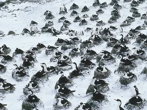 Tempat Ini Hanya Diisi Penguin Tapi Kena Tarif Impor Trump