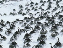Tempat Ini Hanya Diisi Penguin Tapi Kena Tarif Impor Trump