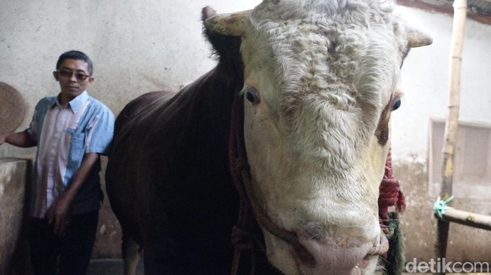 Sapi yang dibeli Presiden Jokowi