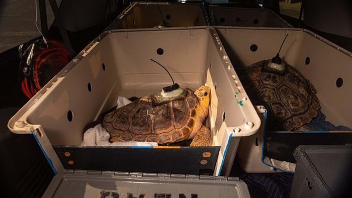 Sebelum Dilepas Penyu di AS Dipasang Satelit, Buat Apa? With help from the New England Aquarium staff, a loggerhead sea turtle makes its way to the ocean on June 29, 2022, at West Dennis Beach in West Dennis, Massachusetts after eight months of rehabilitation at the New England Aquariums sea turtle rehabilitation center in Quincy. - Over 500 were found on the shores of Cape Cod cold-stunned in November and December of 2021. (Photo by Lauren Owens Lambert / AFP) (Photo by LAUREN OWENS LAMBERT/AFP via Getty Images)