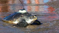 Pelacak satelit tersebut dapat mengikuti bagaimana penyu yang dilepas ke laut, berbalik ke arah pantai atau arah lain, dan hal itu dipengaruhi oleh medan magnet tanah dan arah arus.  